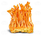 Dragon Herbs Cordyceps 100 Capsules