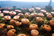 Dragon Herbs Duanwood Reishi Drops 60ml