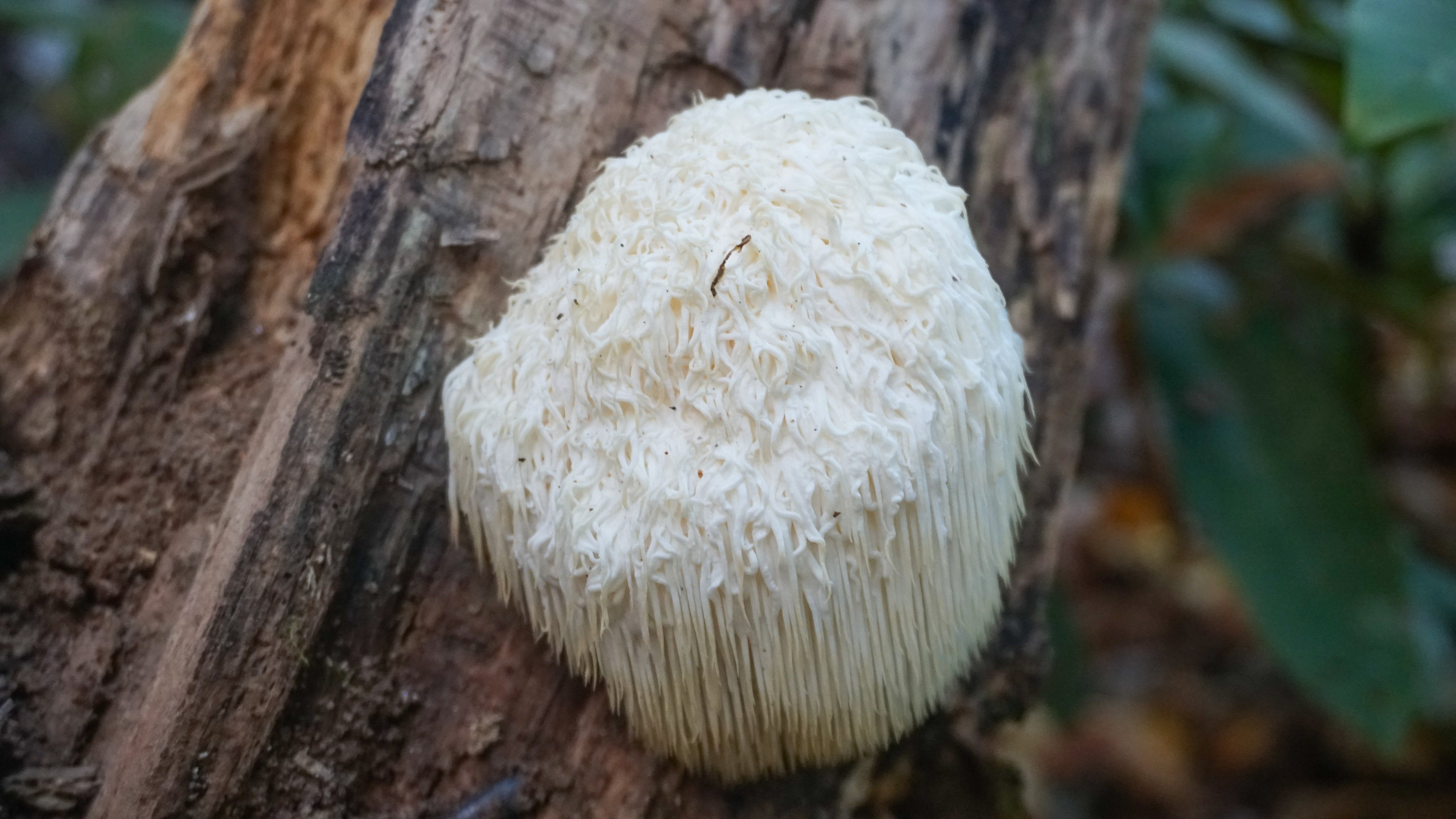 Life-Cykel-Lions-Mane-Extract-60ml-1.jpg