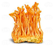Dragon Herbs Cordyceps 100 Capsules - JING Organics
