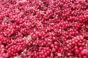 Dragon Herbs Organic Changbai Mountain Schizandra Fruit 5 oz. - JING Organics