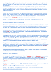 iOrganic Herbal Ozonoil Ozonide Zeta 30ml - JING Organics