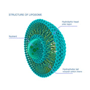 Micronutrition LipoCap PEA 60 Capsules - JING Organics