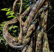 Soul Vine Banisteriopsis Caapi 30ml - JING Organics
